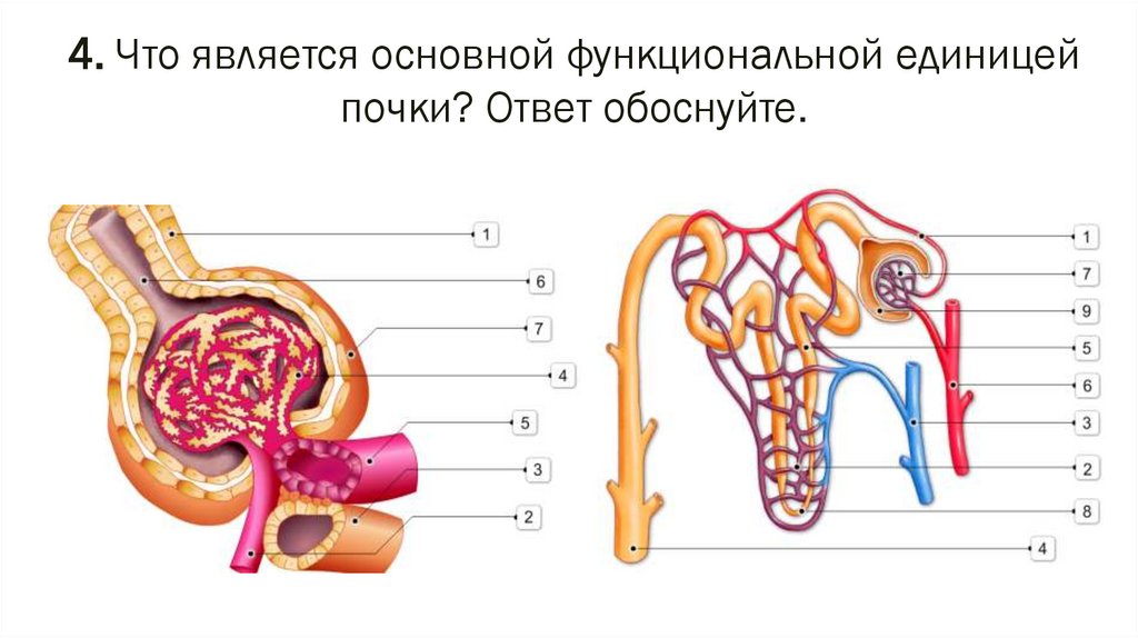 Заболевания органов мочевыделения презентация 8 класс пасечник