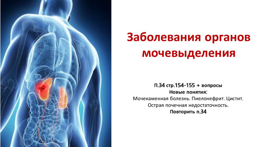 Заболевания органов мочевыделения презентация 8 класс пасечник