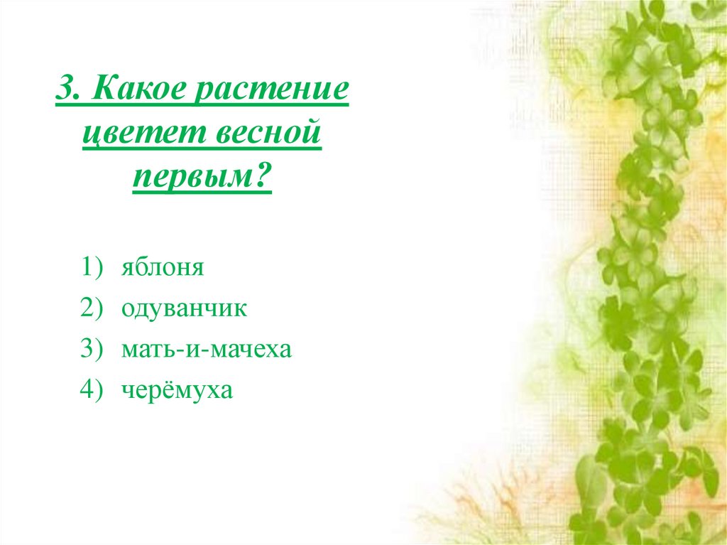 3. Какое растение цветет весной первым?