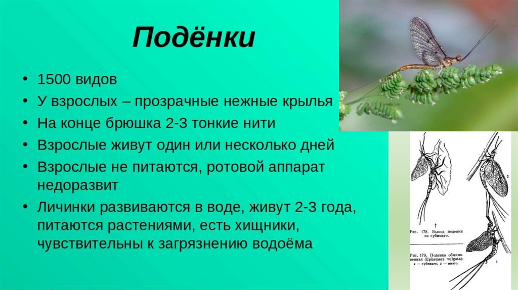 Класс насекомые 8 класс. Крылатые насекомые презентация. Отряды насекомых с редуцированными крыльями. Причины процветания класса насекомые. Наличие линьки у класса насекомые.