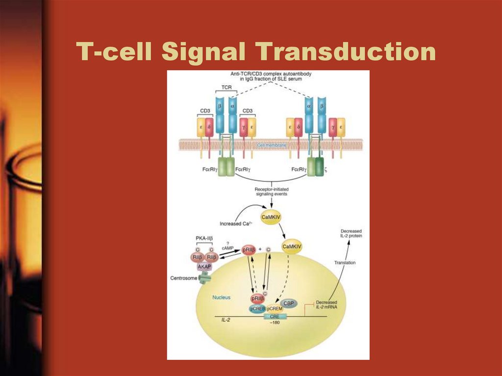 T-cell Signal Transduction
