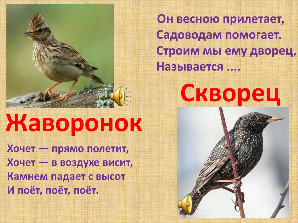 Наука о птицах. Какие птицы прилетают весной. Птицы России презентация. Какие птицы прилетают весной в Москву. Загадка про жаворонка.