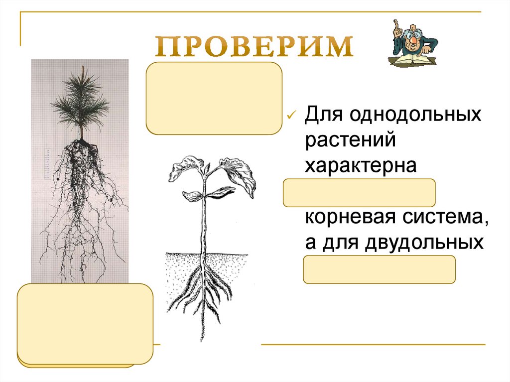 К какому классу относится растение корневая система. Мочковатая корневая система. Мочковатая корневая система характерна для. Типы корневых систем стержневая и мочковатая. Стержневая система характерна для.