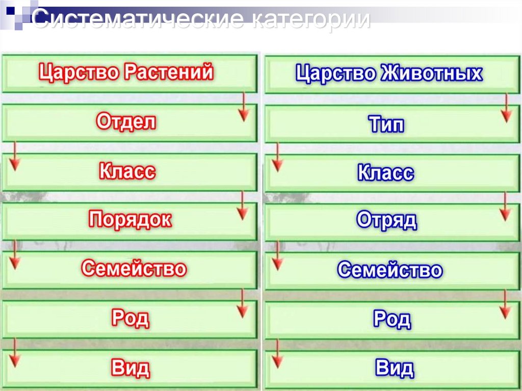 Систематические категории растений