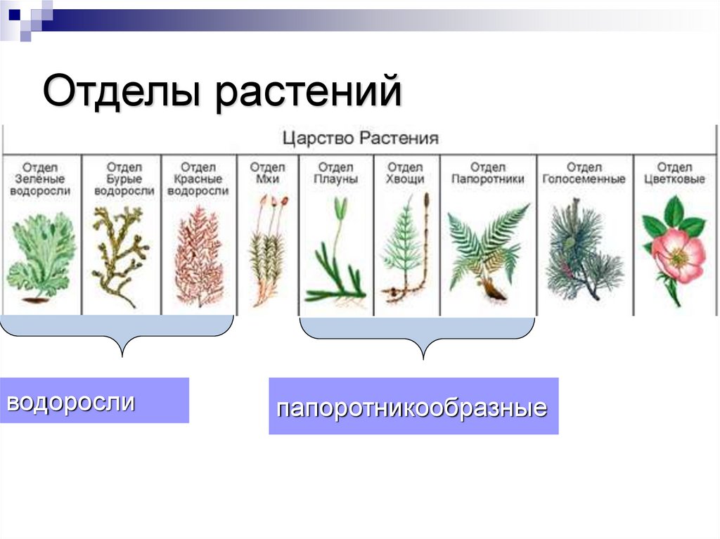 Какие отделы растений показаны на рисунке. Отделы растений.