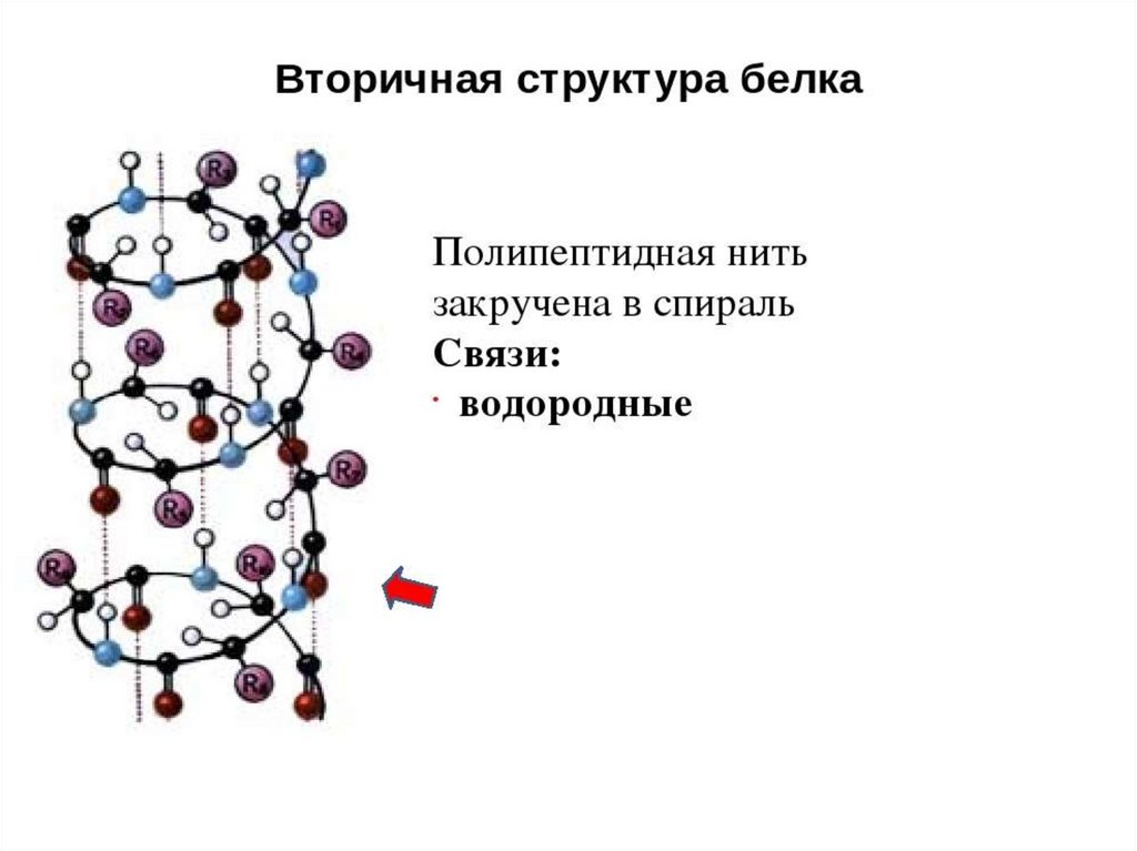 Вторичная структура белков связь. Вторичная структура белка эта структура. Строение вторичной структуры белка. Белковая молекула вторичная структура. Вторичная структура белка формула.