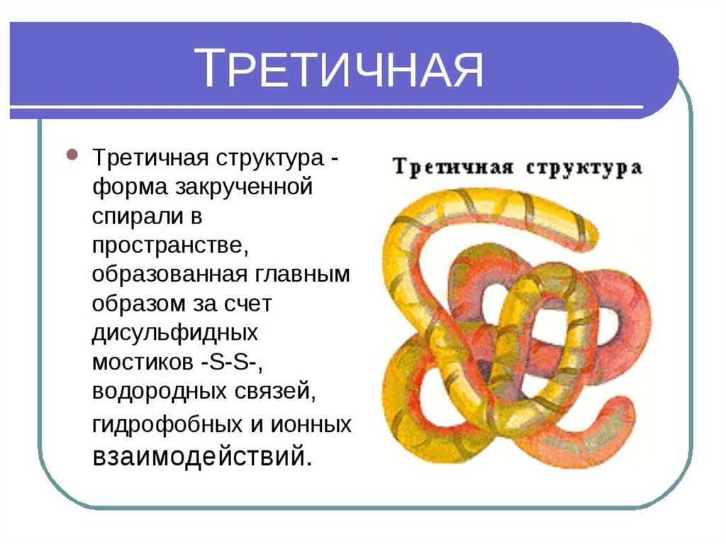 Белки презентация 9 класс