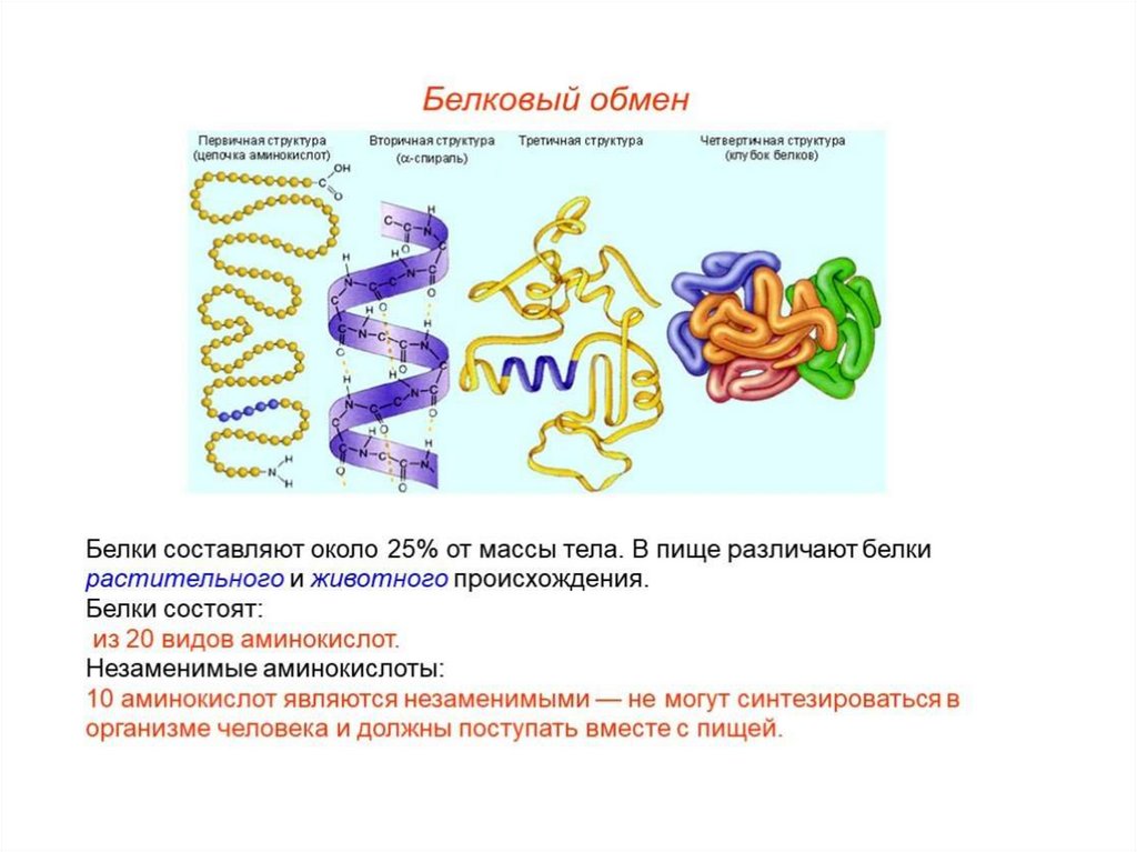 Аминокислоты белки презентация