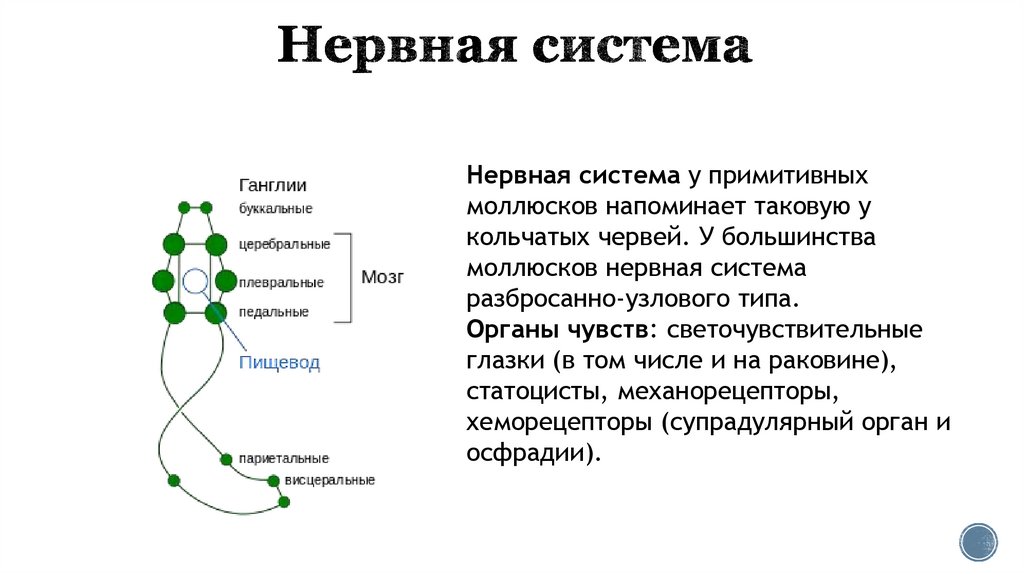 Нормальная анатомия человека — Википедия (с комментариями)