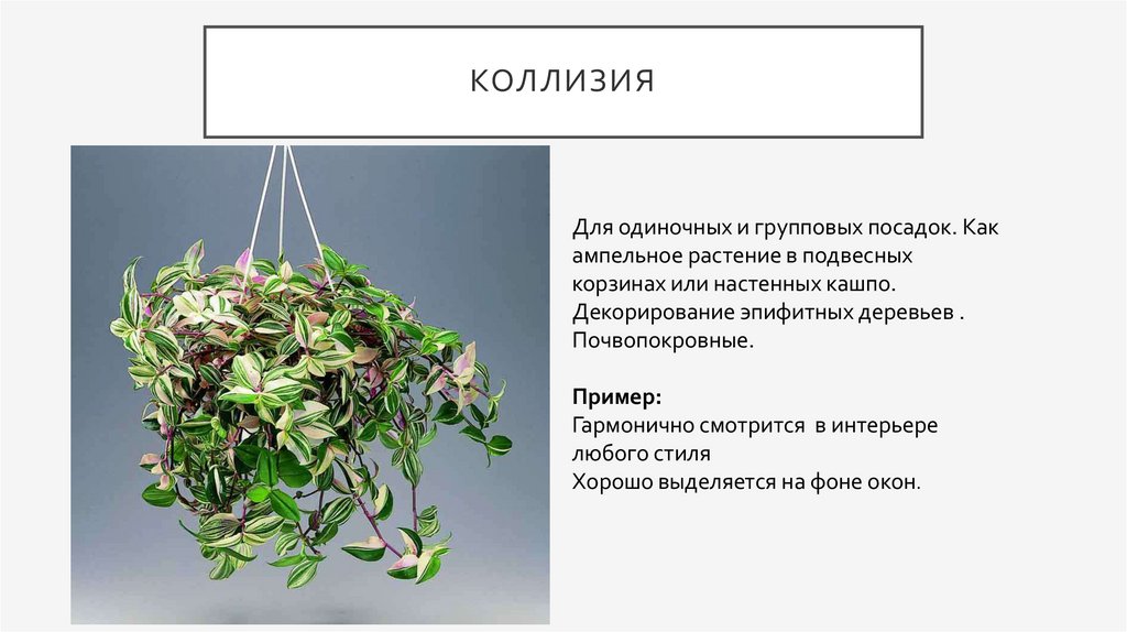 Коллизия это простыми. Коллизия ампельная. Коллизия в подвесном кашпо. Коллизия цветок. Ампельные декоративно лиственные растения.
