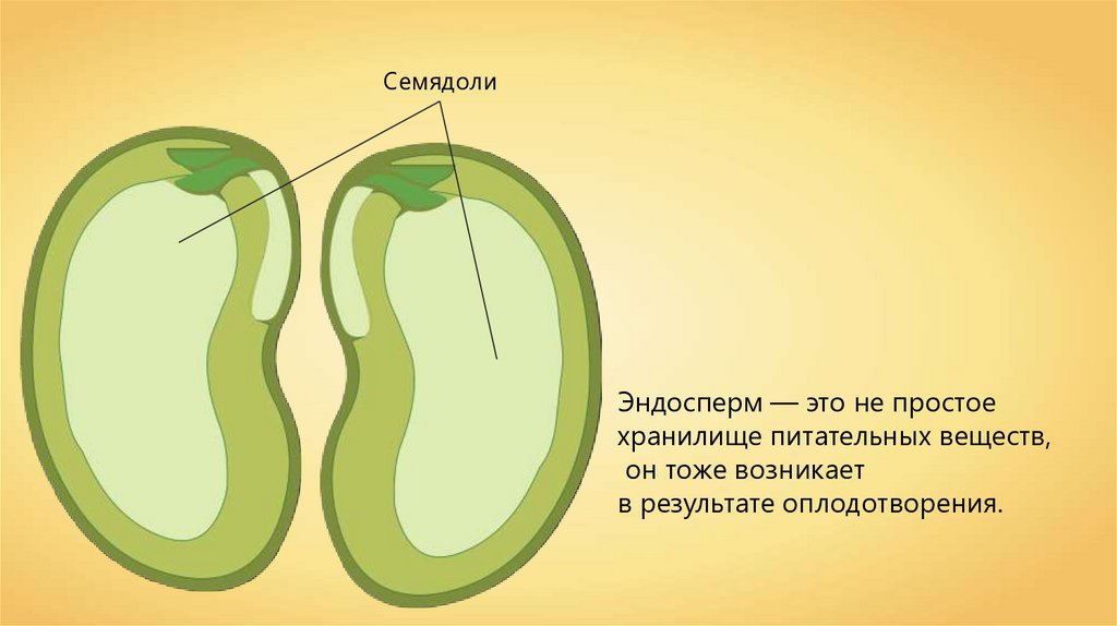 Семя: строение и многообразие - презентация онлайн