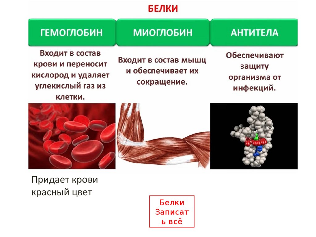 Белки состав и роль. Отличия в строении гемоглобина и миоглобина. Строение гемоглобина и миоглобина. Строение и функции гемоглобина и миоглобина человека. Сравнение миоглобина и гемоглобина таблица.