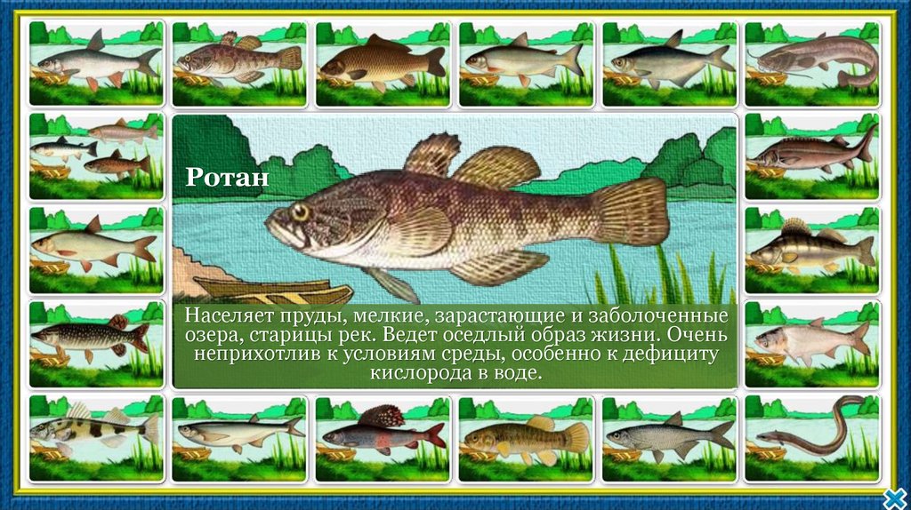 Какая самая пресноводная рыба в калининградской области. Кто живет в пруду. Информационный плакат прудовые рыбы. Папка передвижка обитатели водоемов-рыбы. Пресноводные и аквариумные рыбы лексическая тема.