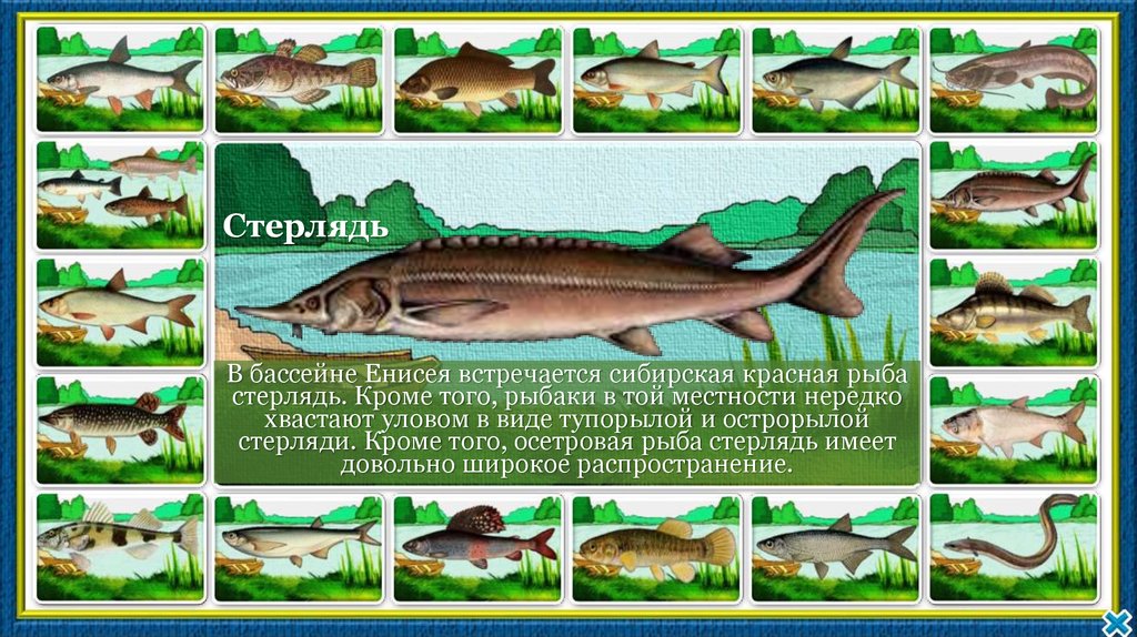 Какая самая пресноводная рыба в калининградской области. Рыба Азовского моря список с фото. Пресноводная рыба с шерстяным покровом в Рыбинском водохранилище.