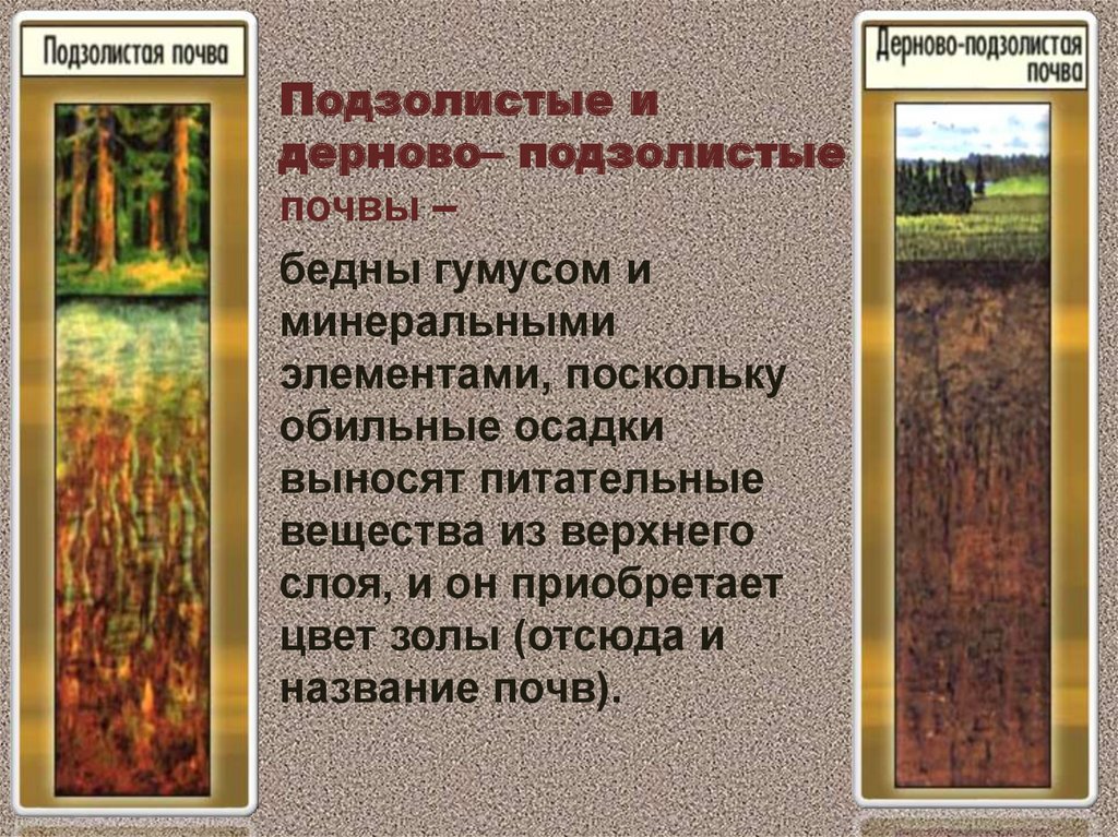 Подзолистая почва описание. Дерново-подзолистые почвы 4 класс окружающий мир. Почвенный профиль дерново-подзолистых почв в России. Подзолистая почва 4 класс окружающий мир. Типы почв в России подзолистые.