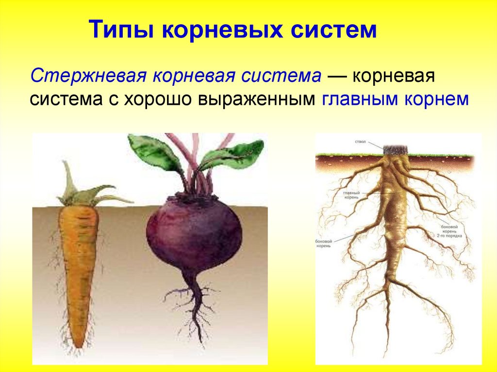 Наличие главного корня. Мочковатая корневая система. Строение стержневой корневой системы. Растения со стержневой корневой системой. Деревья со стержневой корневой системой.