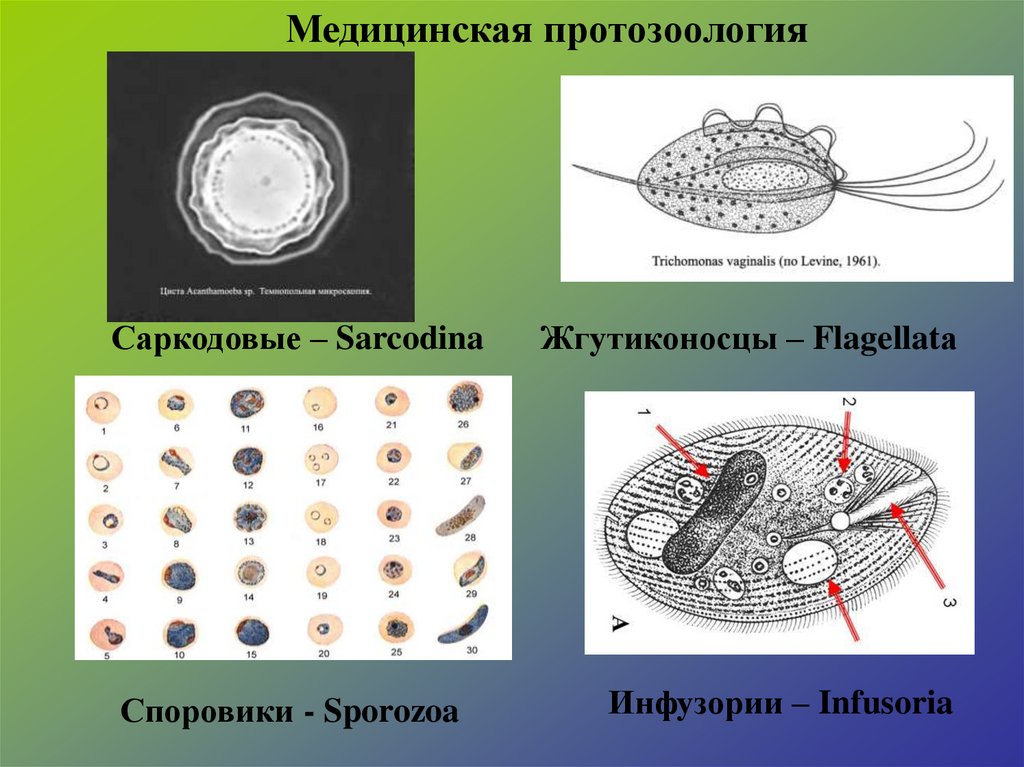 Медицинская протозоология презентация