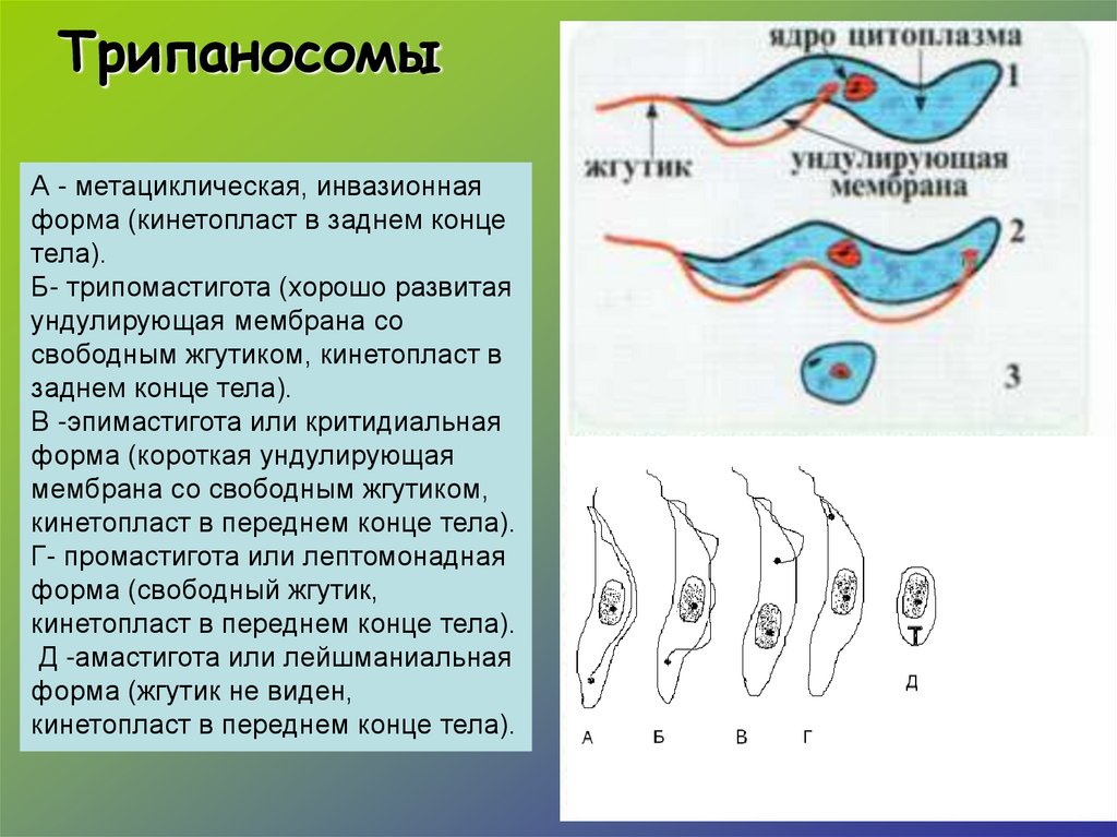 Медицинская протозоология презентация