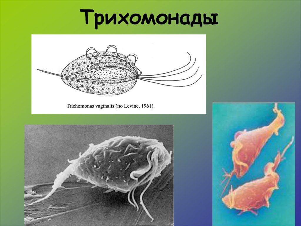 Медицинская протозоология презентация