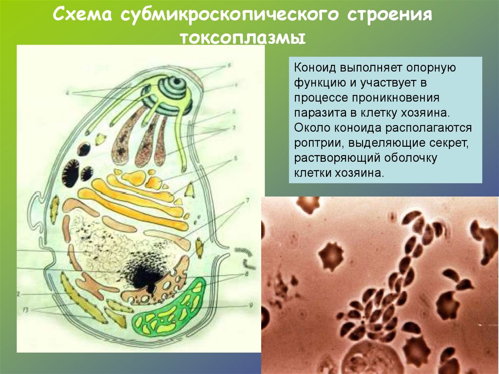 Медицинская протозоология презентация