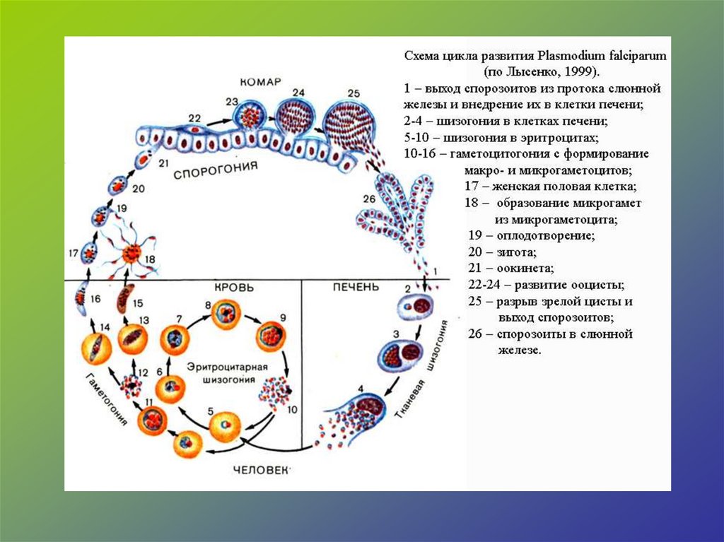 Несколько ведущих генераций плазмодиев в патогенезе малярии. Цикл малярийного плазмодия схема. Стадии жизненного цикла малярийного плазмодия. Цикл развития малярийного плазмодия. Этапы развития малярийного плазмодия.