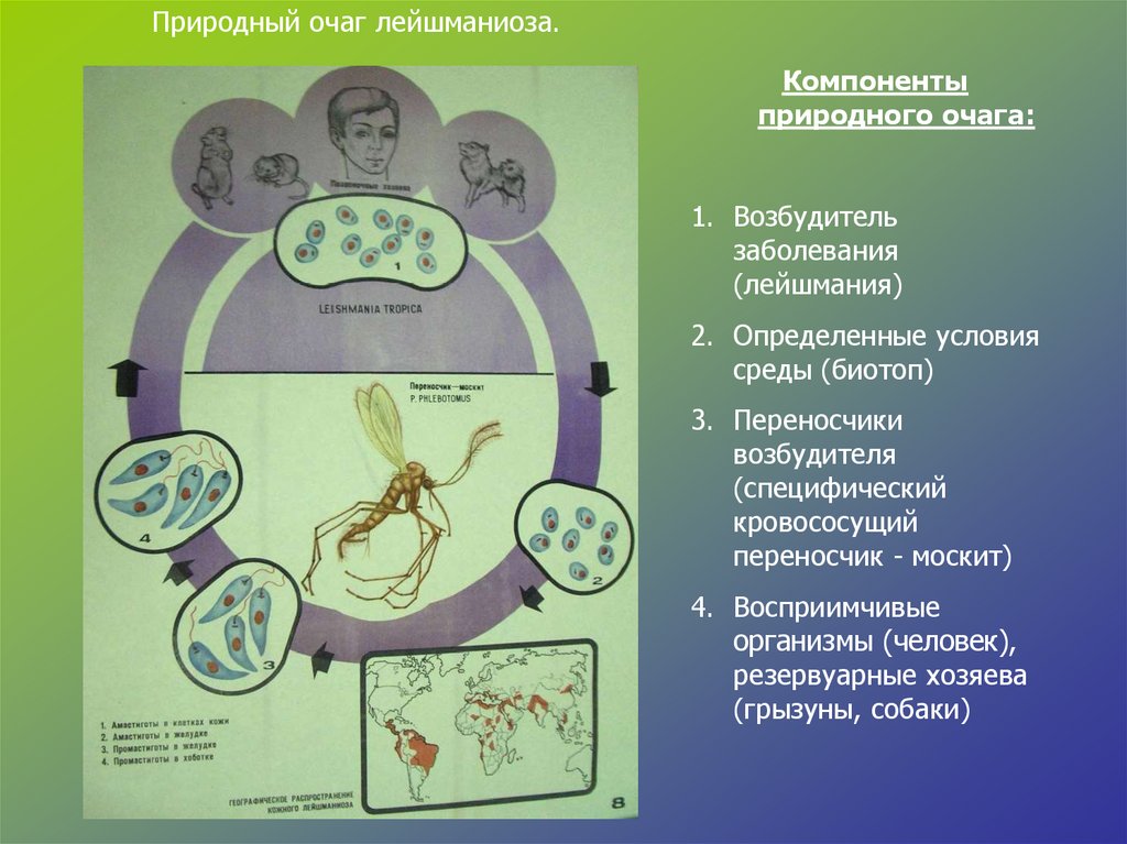 Лейшманиоз природно очаговое. Компоненты природного очага лейшмании. Компоненты природного очага лейшманиоза. Медицинская протозоология презентация. Природный очаг болезни и его компоненты.