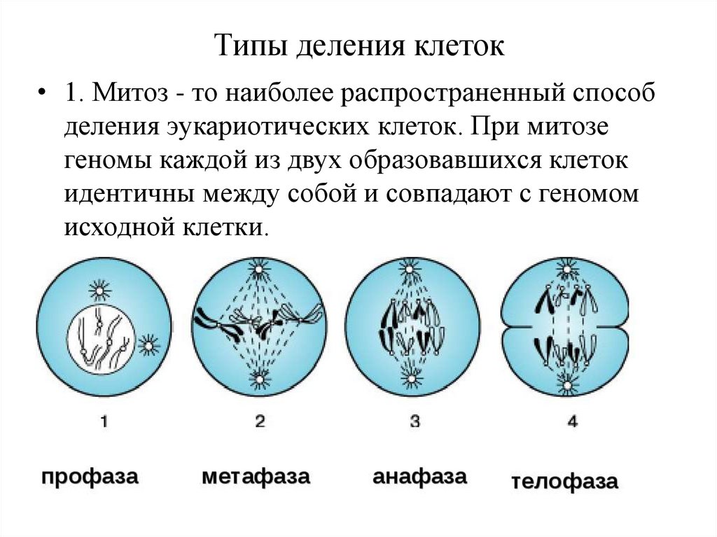 3 способа деления клетки. Типы деления клеток эукариот. Типы деления клеток схема. Основные типы деления клеток митоз. Метацентрический митоз.