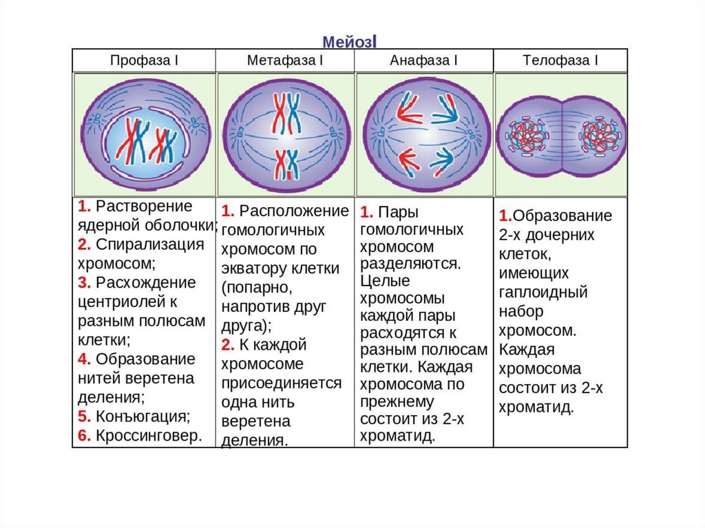 Хромосомы двухроматидные в какой фазе мейоза. Мейоз 1 фазы таблица. Стадии мейоза характеристика. Фазы мейоза таблица 1 деление 2 деление. Мейоз описание фаз.