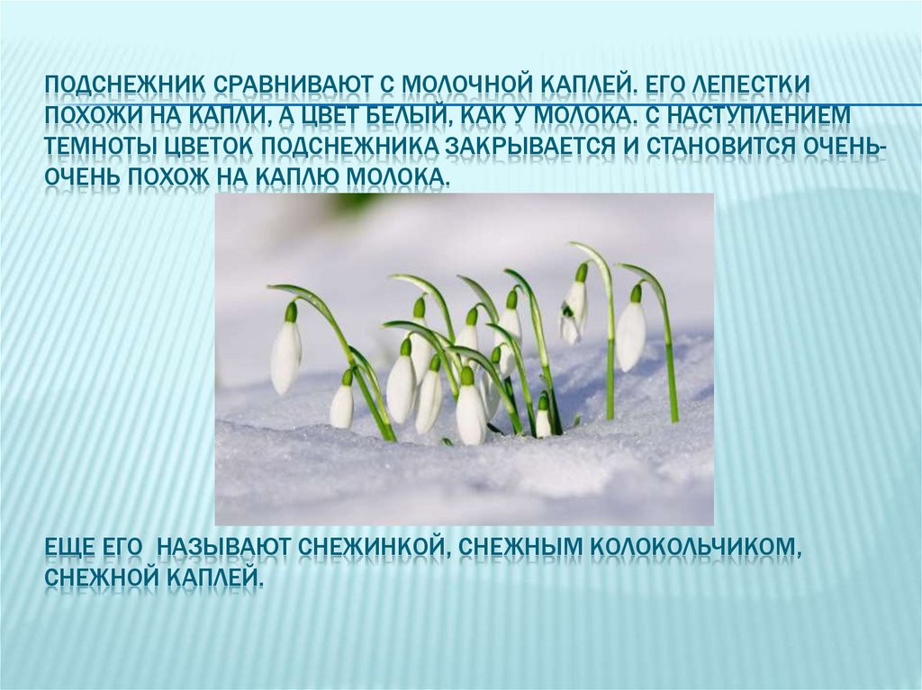 Подснежник по составу. Подснежник цветок описание. Подснежник кавказский описание. Подснежники способ образования. Главная мысль рассказа Подснежник.