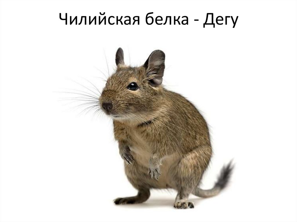 Чилийская белка - Дегу