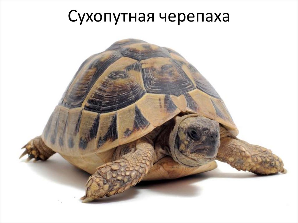 Сухопутная черепаха