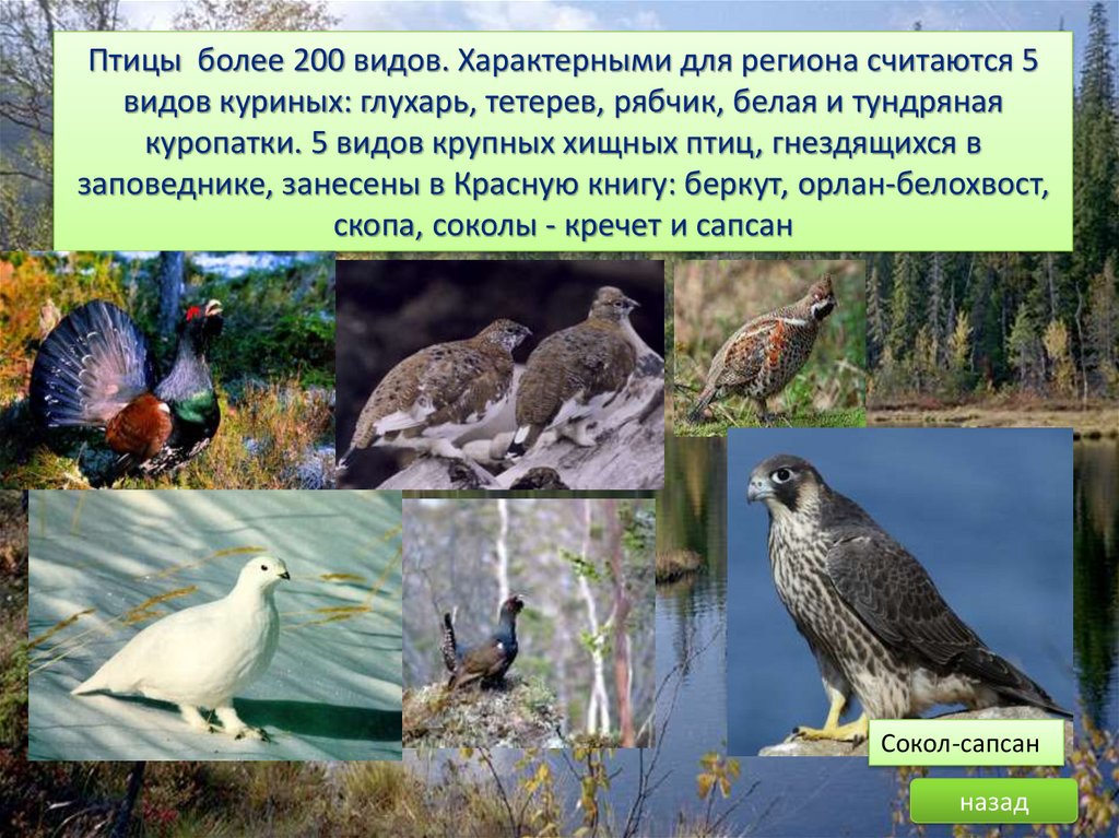 Пасвик заповедник презентация