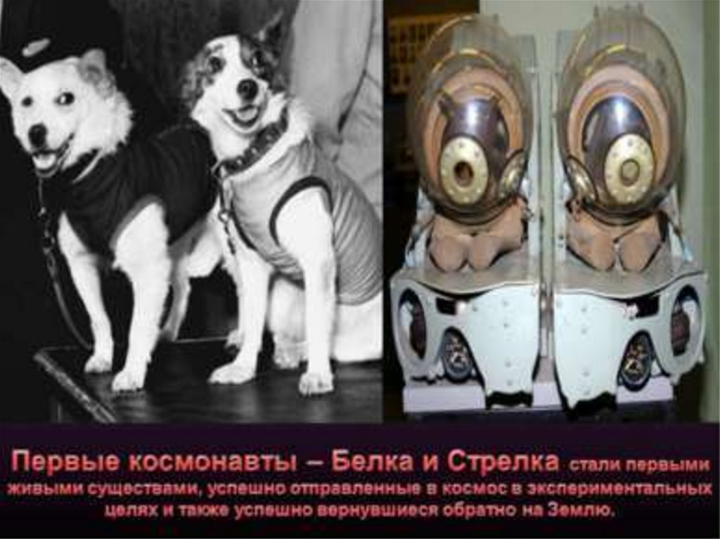 Какие собаки были в космосе первыми
