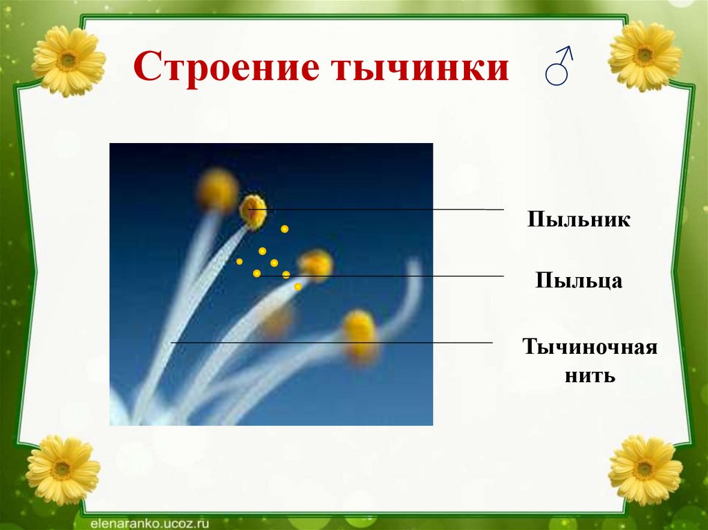 Структура тычинки. Строение тычинки. Строение пестика и тычинки. Особенности строения тычинки. Строение тычинки и пыльцы.