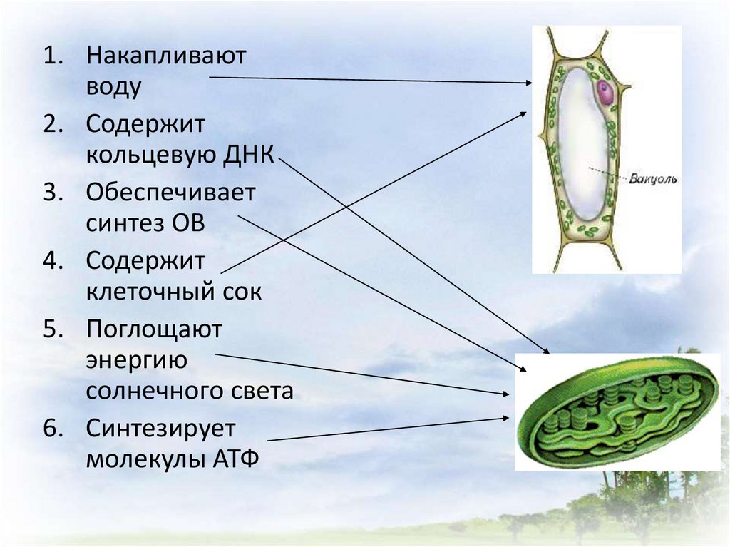 Про клетки детям. Клеточный сок сосны.