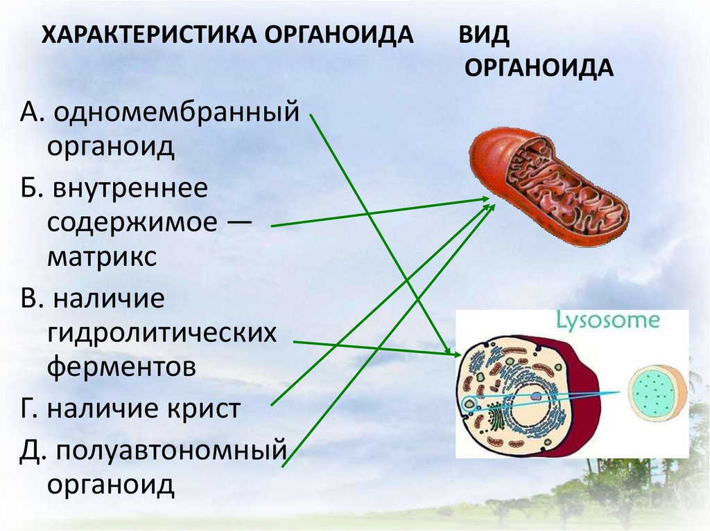 Назовите органоид на рисунке. Полуавтономный органоид. Полуавтономный органоид клетки. Органоид ядро рисунок.