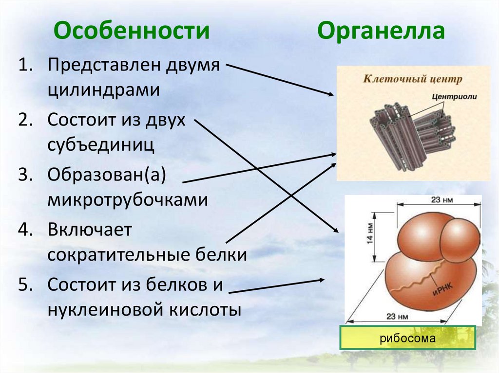 Из субъединиц состоят