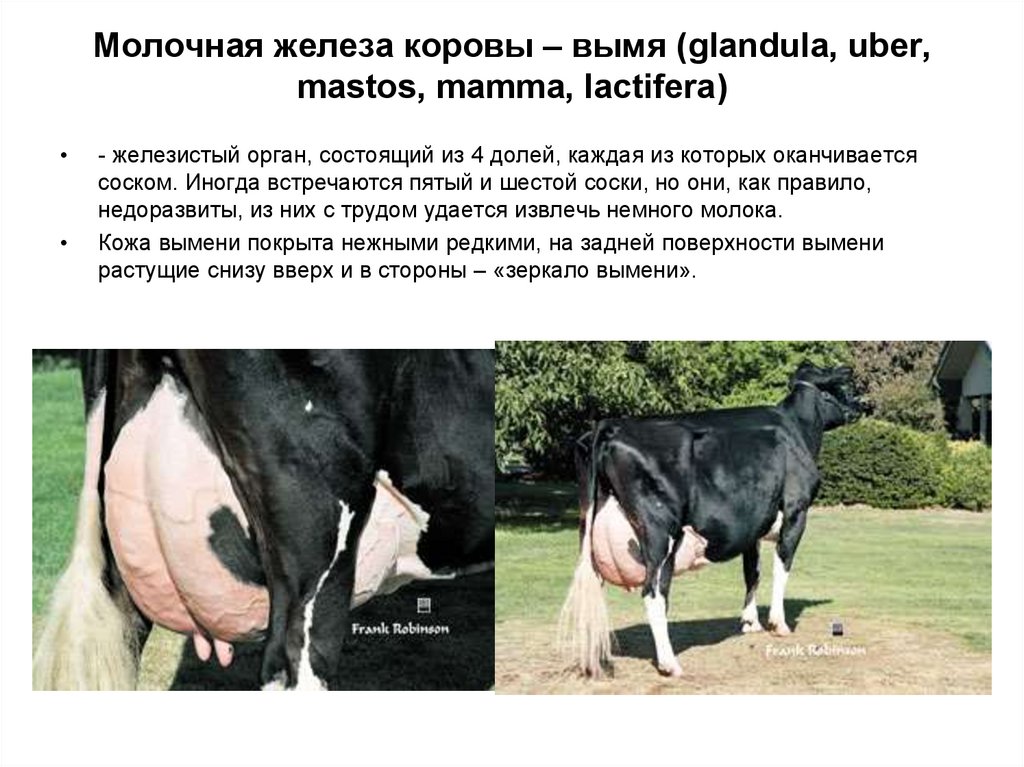 Сколько растет корова. Молочные железы коровы. Строение коровьего вымени.