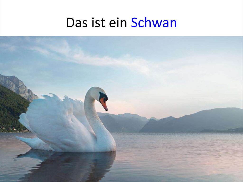 Das ist ein Schwan