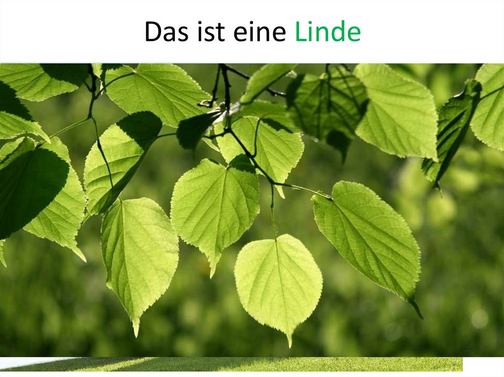 Das ist eine Linde