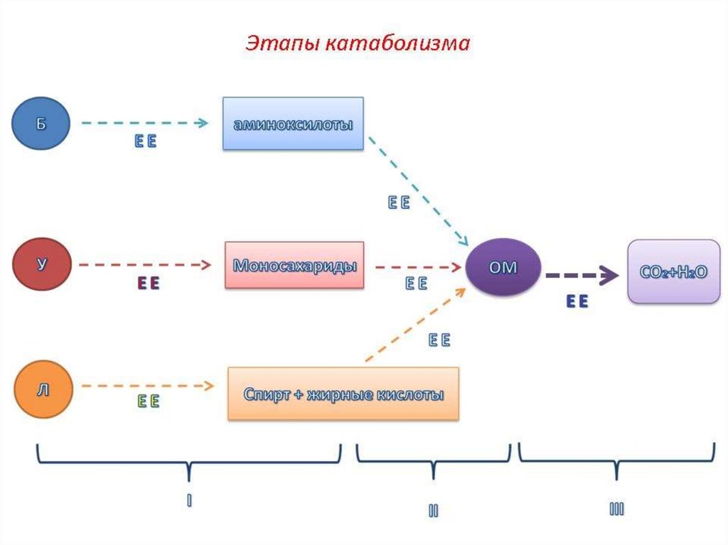 Метаболизм презентация 10 класс профильный уровень