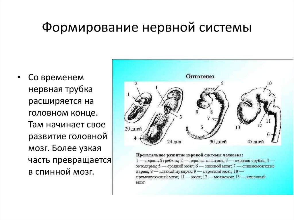 Онтогенез по маркову