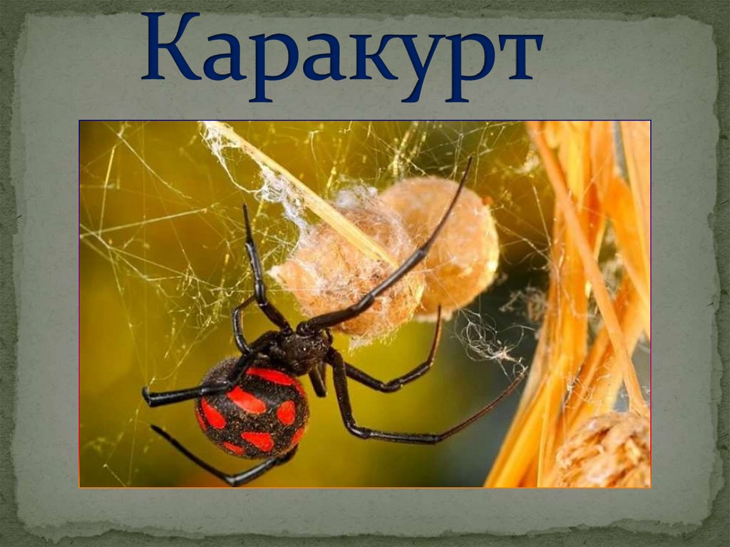 Каракурт фарфор. Каракурт сообщение. Дети каракурта. Каракурт строение тела. Паук Каракурт строение.