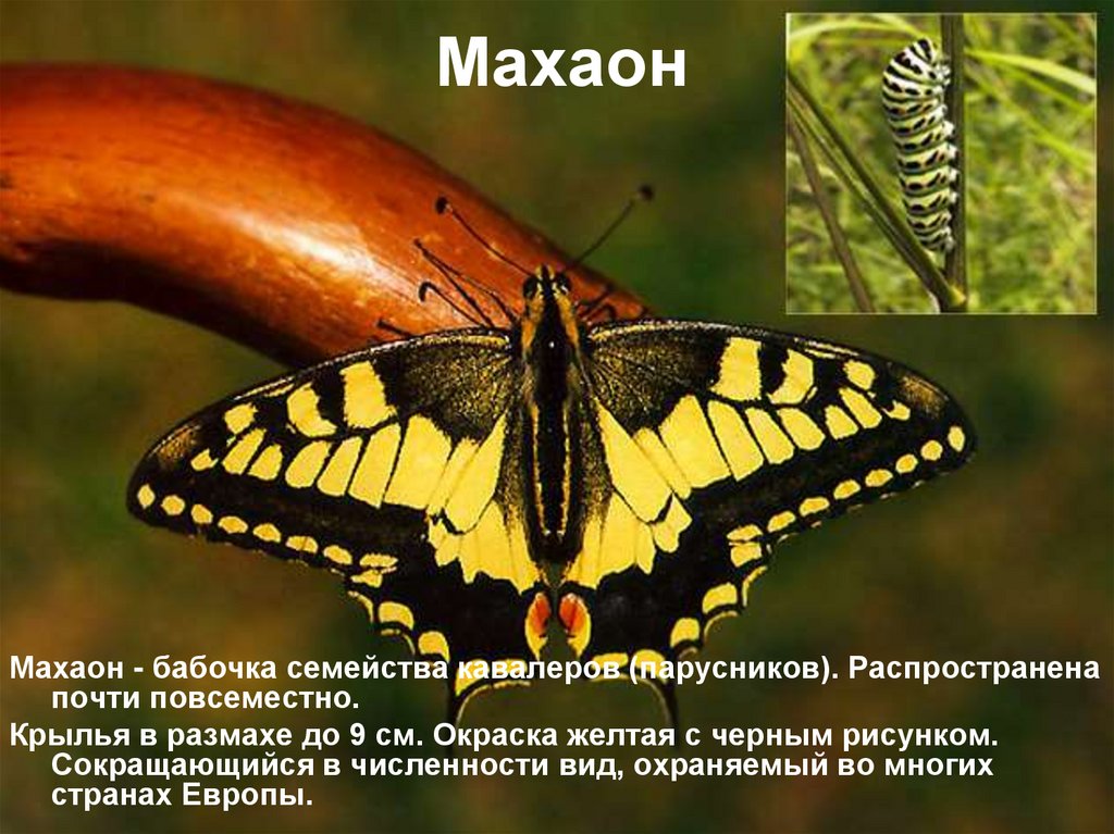 Бабочка махаон описание. Бабочка Махаон бабочка семейства кавалеров. Махаон бабочка красная книга. Бабочка Махаон Аполлон. Бабочка Махаон ядовитая или нет.