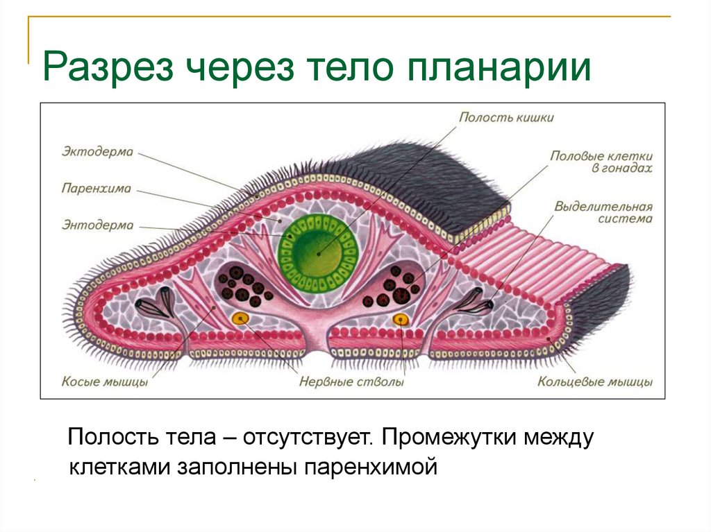 Плоские черви первичная полость тела