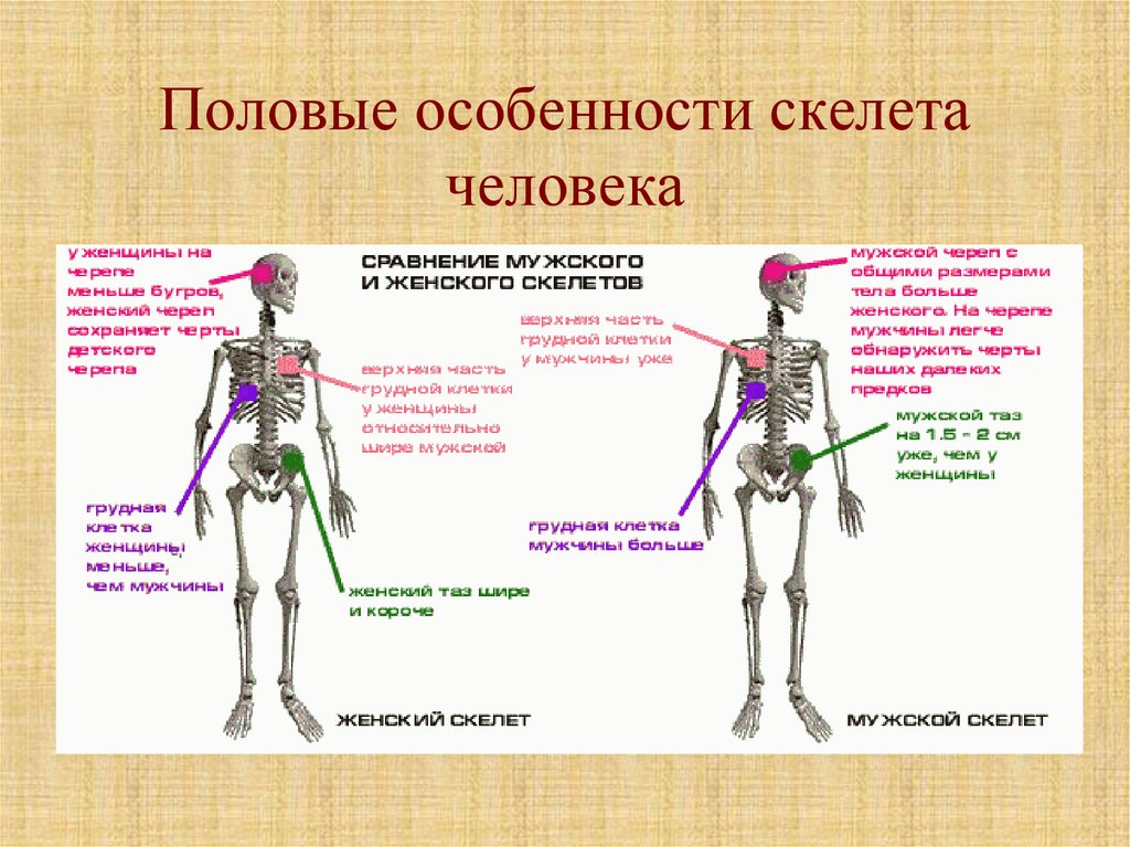 Возрастные особенности скелета презентация