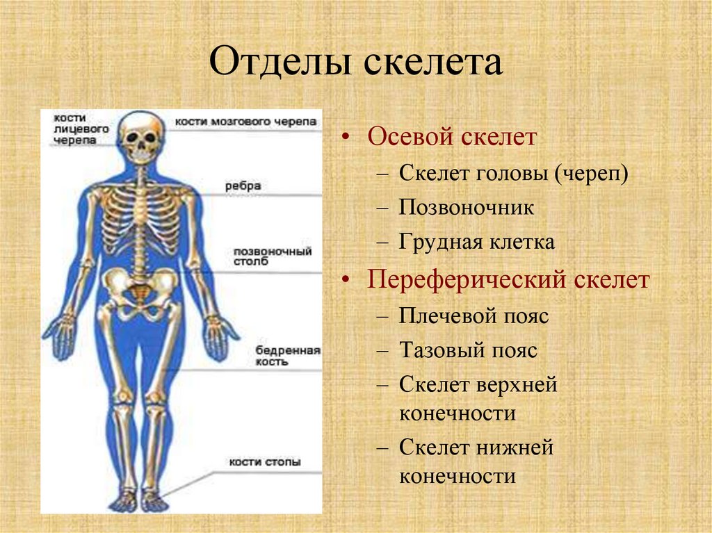 Схема отделы скелета