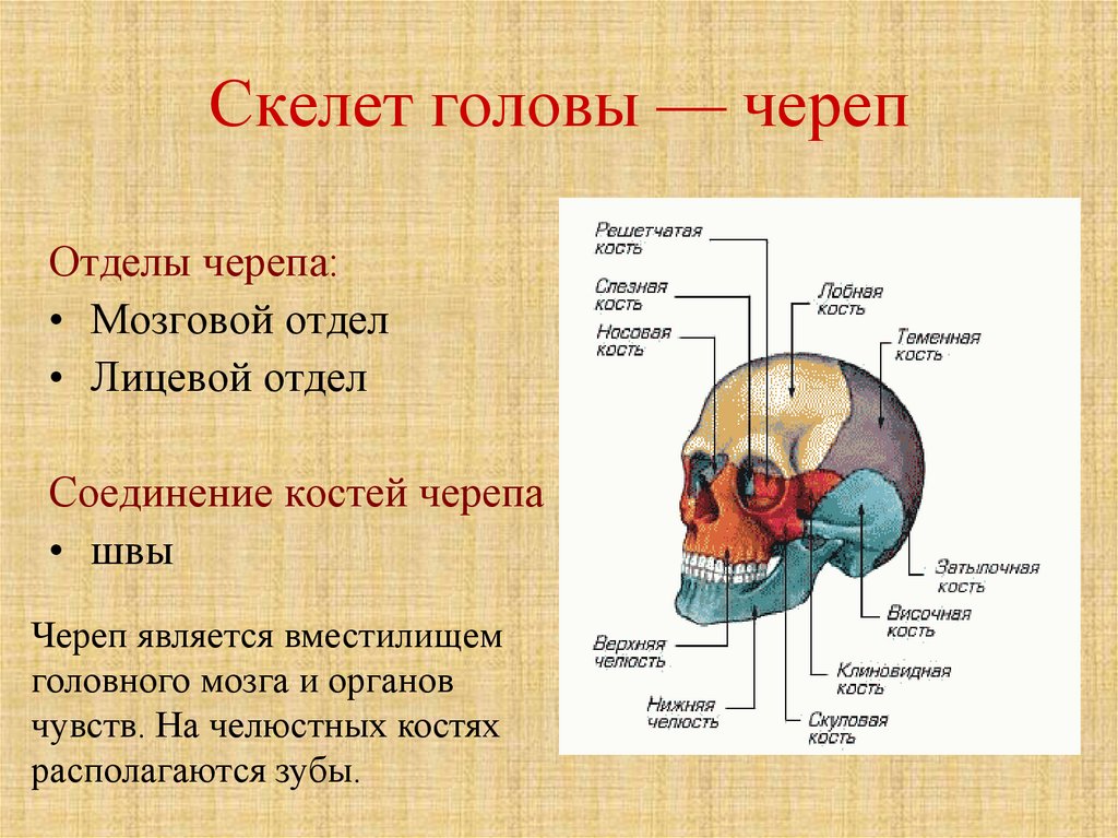 Мозговой череп презентация