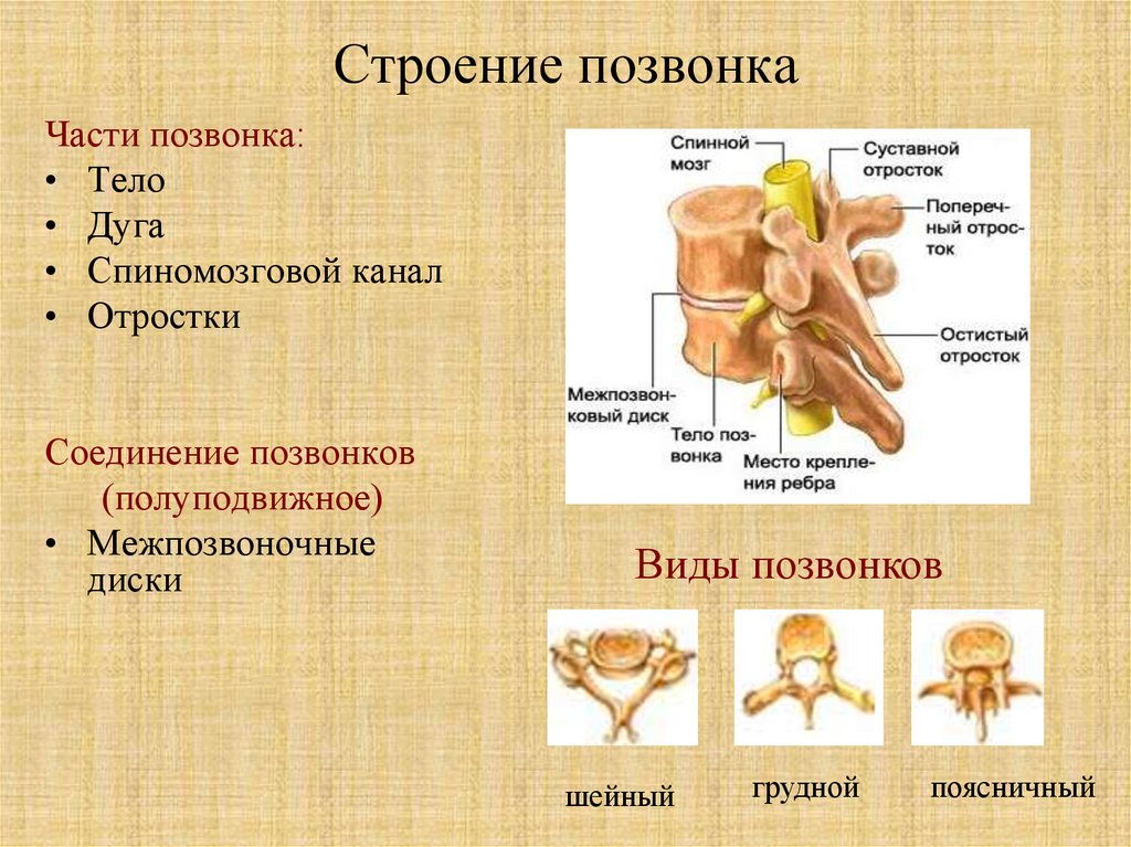 Схема строения позвонка