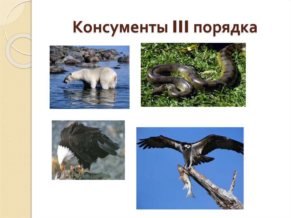 Касатка консумент